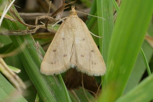 Achyra nudalis